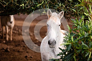 Horses on pasture, in the heard together, happy animals, Portugal Lusitanos