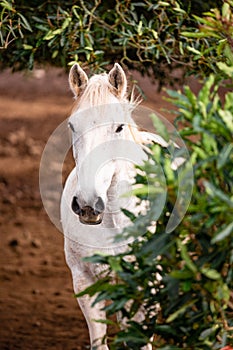 Horses on pasture, in the heard together, happy animals, Portugal Lusitanos