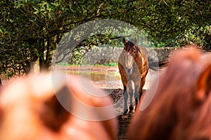 Horses on pasture, in the heard together, happy animals, Portugal Lusitanos photo