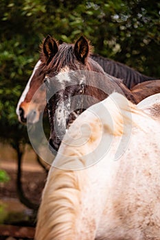 Horses on pasture, in the heard together, happy animals, Portugal Lusitanos