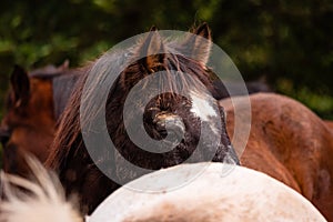 Horses on pasture, in the heard together, happy animals, Portugal Lusitanos