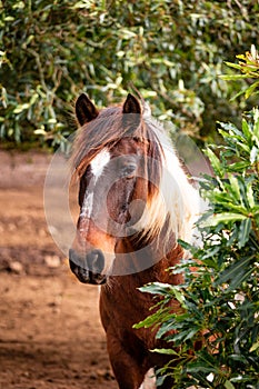 Horses on pasture, in the heard together, happy animals, Portugal Lusitanos photo