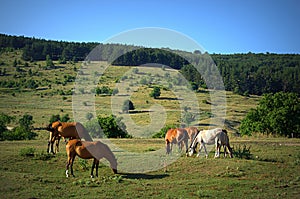 Horses pasture