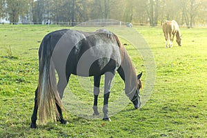 Horses in the pasture. A herd of horses rides on a farm field on a sunny fall day