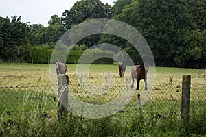 A horses in the pasture. The horse-breeding farm. Countryside life.