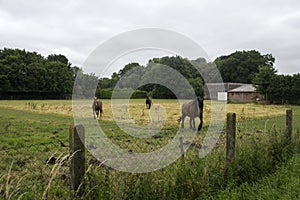 A horses in the pasture. The horse-breeding farm. Countryside life.