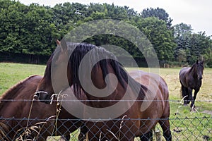 A horses in the pasture. The horse-breeding farm. Countryside life.