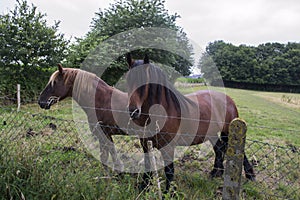 A horses in the pasture. The horse-breeding farm. Countryside life.