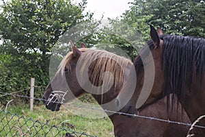 A horses in the pasture. The horse-breeding farm. Countryside life.