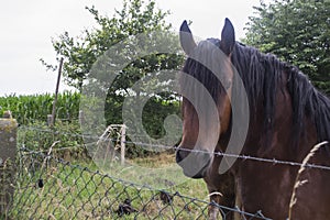 A horses in the pasture. The horse-breeding farm. Countryside life.