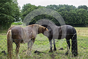 A horses in the pasture. The horse-breeding farm. Countryside life.