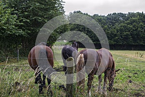 A horses in the pasture. The horse-breeding farm. Countryside life.