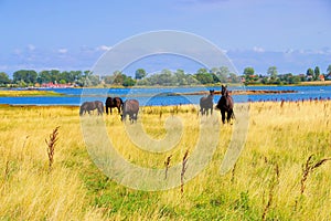 Horses in the pasture on the island of Poel