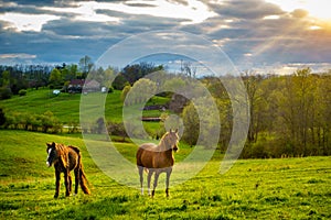 Horses on a pasture in Kentucky