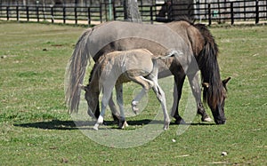 Horses on pasture. Mare with foal. Adolescence.