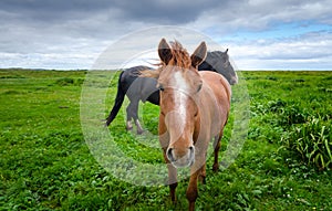 Horses in a pasture meadow. Tan horse looking at camera.