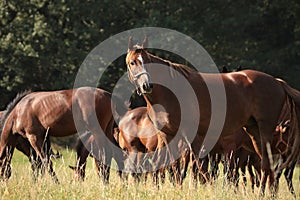 Horses in the pasture in the morning sun