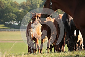 Horses in the pasture in the morning sun