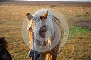 Horses in a pasture in the morning at sunrise with light fog