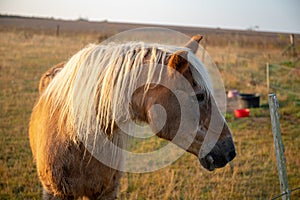 Horses in a pasture in the morning at sunrise with light fog