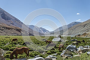 Horses at pasture among mountains