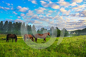 Horses on a pasture