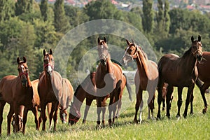 Horses in the pasture in the sunshine