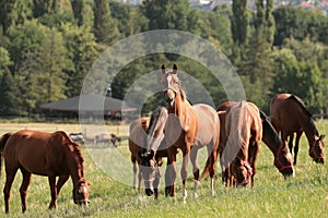 Horses in the pasture in the sunshine