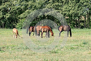 Horses on pasture. Three brown mares with two foals grazing on a green summer meadow