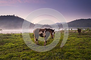 Horses pasturing in the countryside at sunset