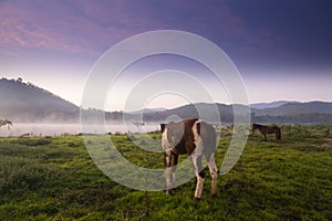 Horses pasturing in the countryside at sunset