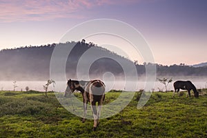 Horses pasturing in the countryside at sunset
