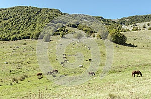 Horses pasturing at Godi pass, Abruzzo, Italy