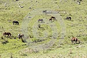 Horses pasturing on green meadow near Godi pass, Abruzzo, Italy