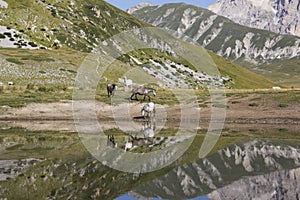 Horses pasturing at the lake