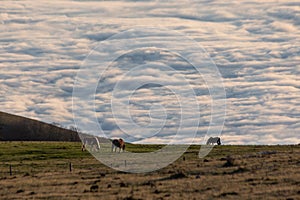 Horses pasturing on a mountain, above a sea of fog at sunset