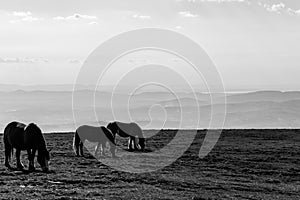 Horses pasturing on a mountain above a wide valley