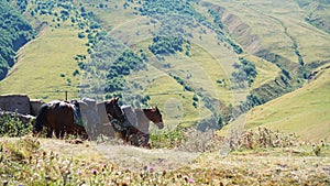 Horses pasturing on mountain environment. Beautiful nature background