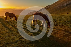 Horses pasturing on top of a mountain at sunset, with long shadows