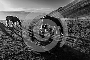 Horses pasturing on top of a mountain at sunset, with long shadows