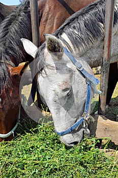 Horses in pen are eating green grass from a manger