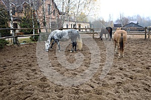 Horses in pen on the farm