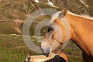 Horses on Penser Joch in South Tirol, SÃÂ¼dtirol. Horse Head with rocky background photo