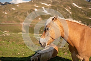 Horses on Penser Joch in South Tirol, SÃÂ¼dtirol. Horse Head with rocky background photo