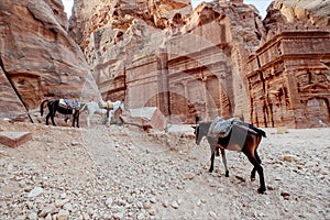 Horses in Petra