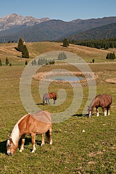 Horses at pian cansiglio photo