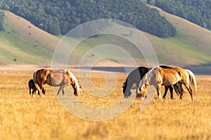 Horses in Piana di Castelluccio Umbria Italy