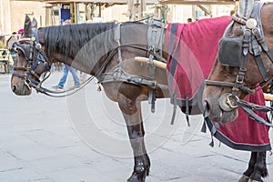 Horses in Piazza della Signoria in Florence