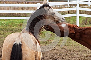 Horses at play