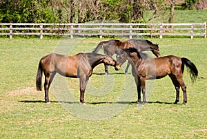 Horses at play